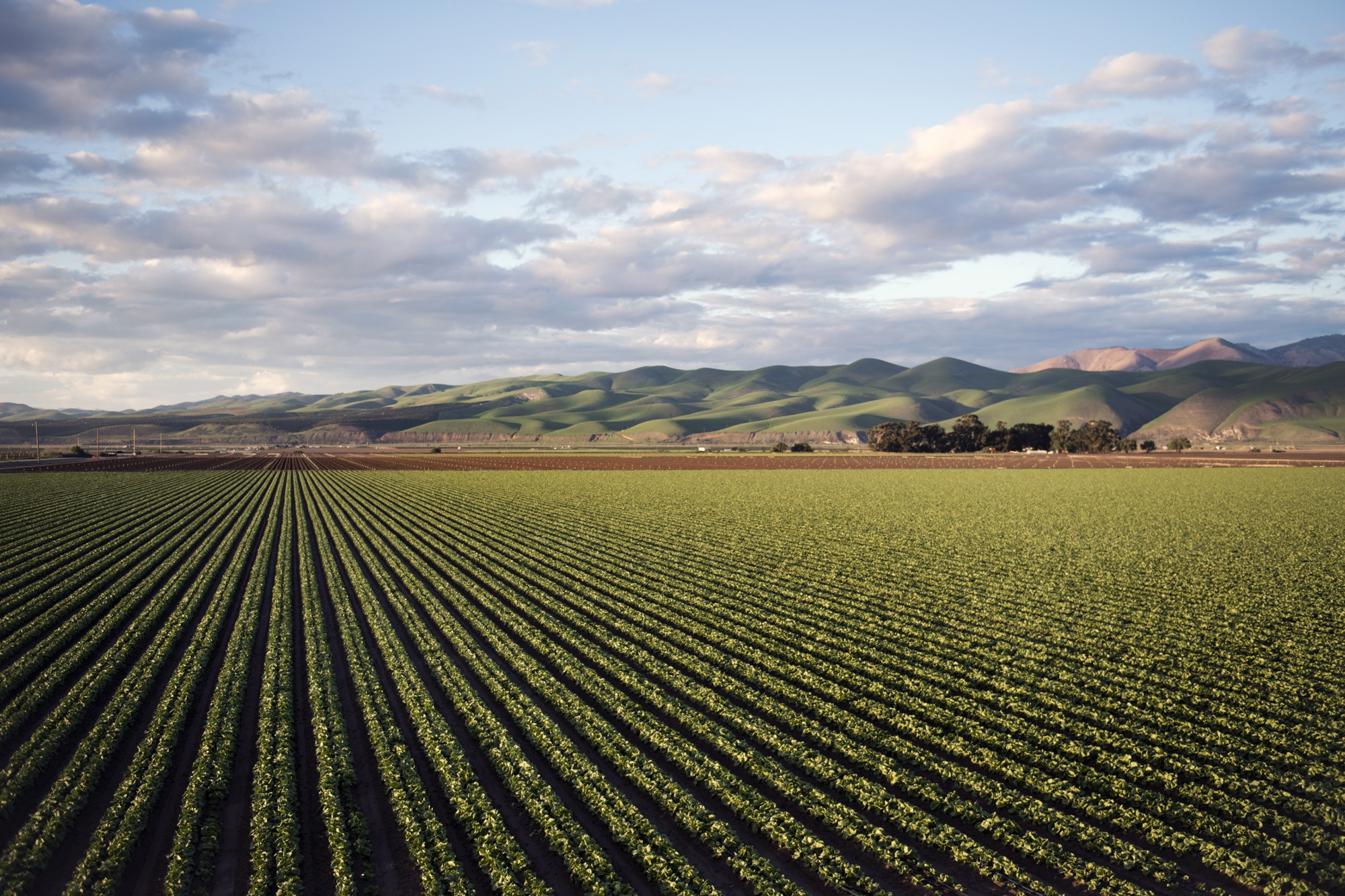 Campo agrícola Sichelero